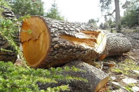 مخاطر الاشجار من قطع لماذا نقوم