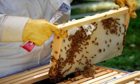 بعد فرار الطوائف..الحكومة تتجه نحو ترقيم خلايا النحل