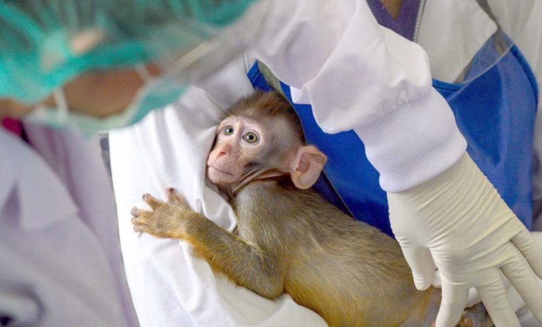 رصد أول إصابة بفيروس مصدره القرود min