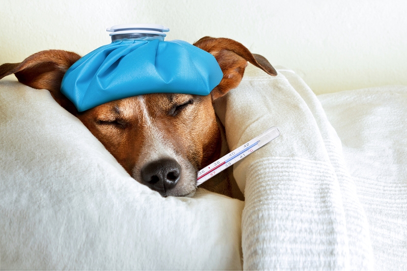 إنفلونزا الكلاب تنتشر في أمريكا وبيطريون يدقون ناقوس الخطر