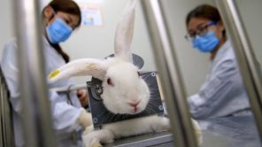 التجارب على الحيوانات.. شركة ماسك الطبية تواجه تحقيقا اتحاديا