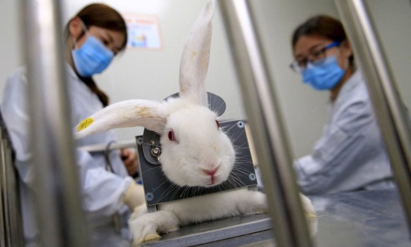 التجارب على الحيوانات.. شركة ماسك الطبية تواجه تحقيقا اتحاديا
