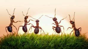 السرطان.. علماء يكتشفون قدرات هائلة للنمل