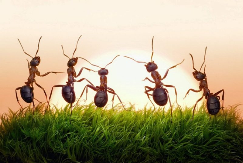 يشم السرطان.. علماء يكتشفون قدرات هائلة للنمل