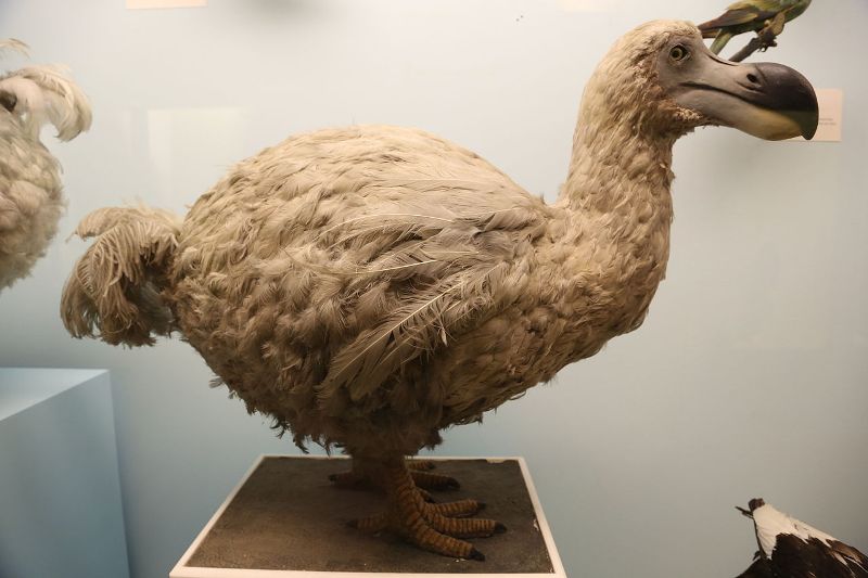 اختراق علمي.. طائر منقرض منذ قرون قد يعود للحياة