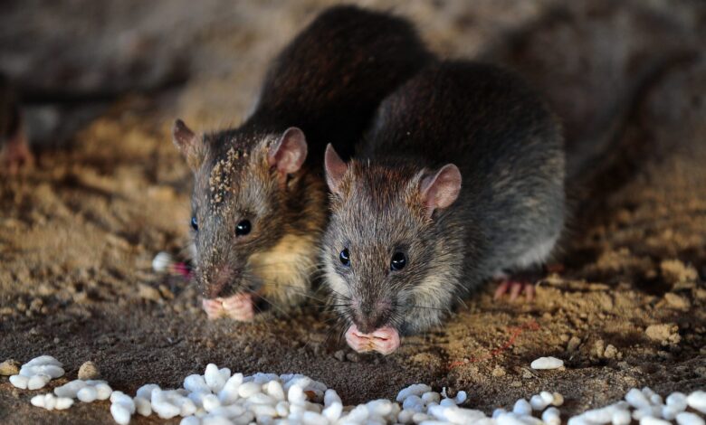 اختراق علمي.. فئران من دون أم لأول مرة في العالم