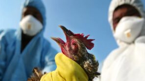 الصحة العالمية تحذر من خطر تفشي إنفلونزا الطيور بين البشر