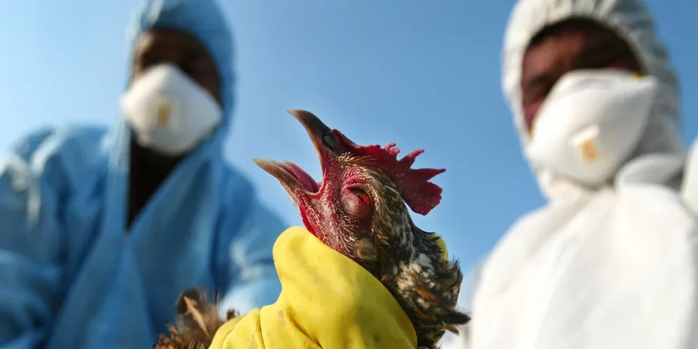 الصحة العالمية تحذر من خطر تفشي إنفلونزا الطيور بين البشر