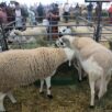 moutons aid al adha SIAM Meknes