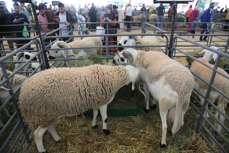 moutons aid al adha SIAM Meknes