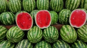 watermelon 800x540 1