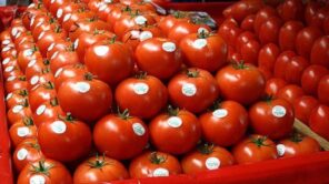 تصدير الطماطم