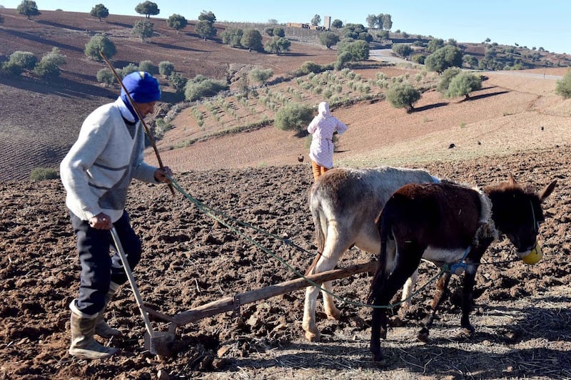 agriculture